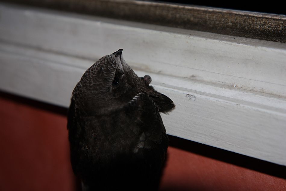 Martinet noir passant la nuit accroché aux menuiseries de la fenêtre