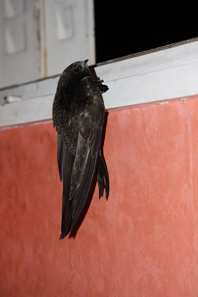 Martinet noir passant la nuit accroché aux menuiseries de la fenêtre