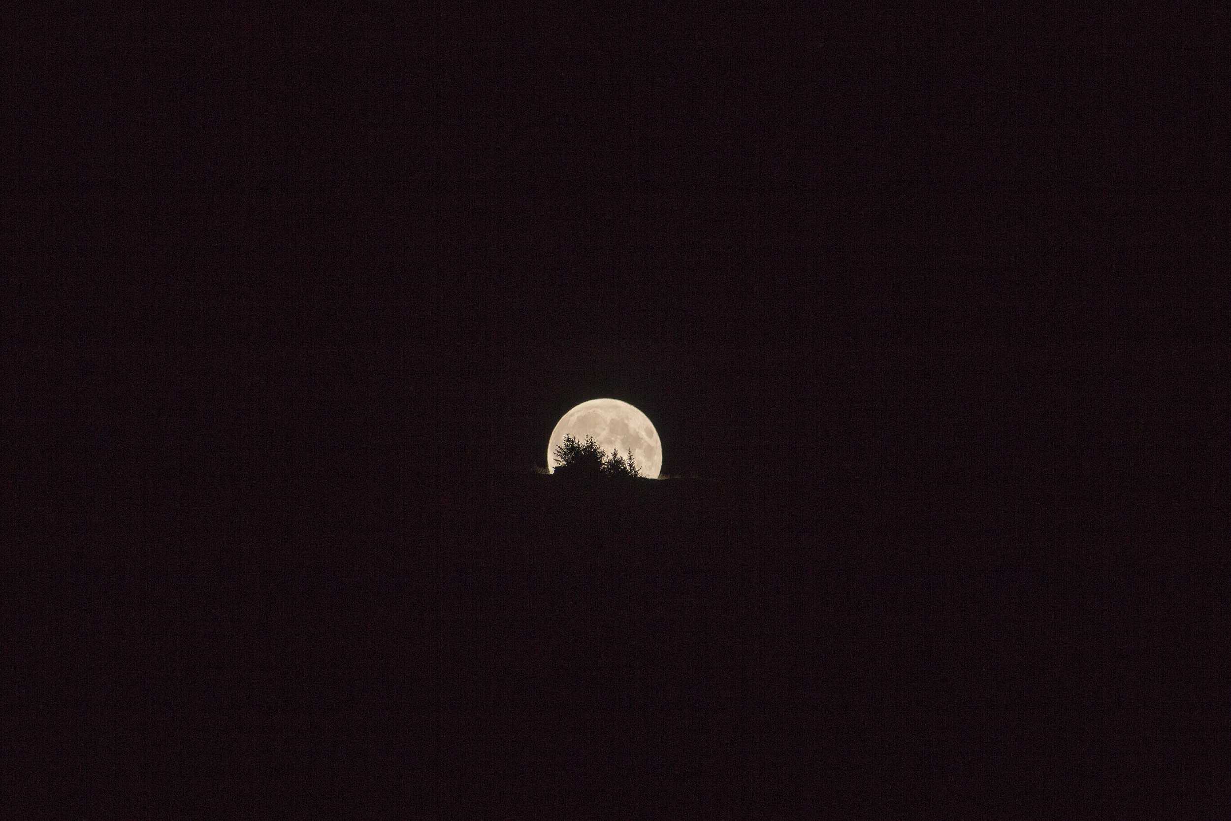 Pleine lune derrière des sapins