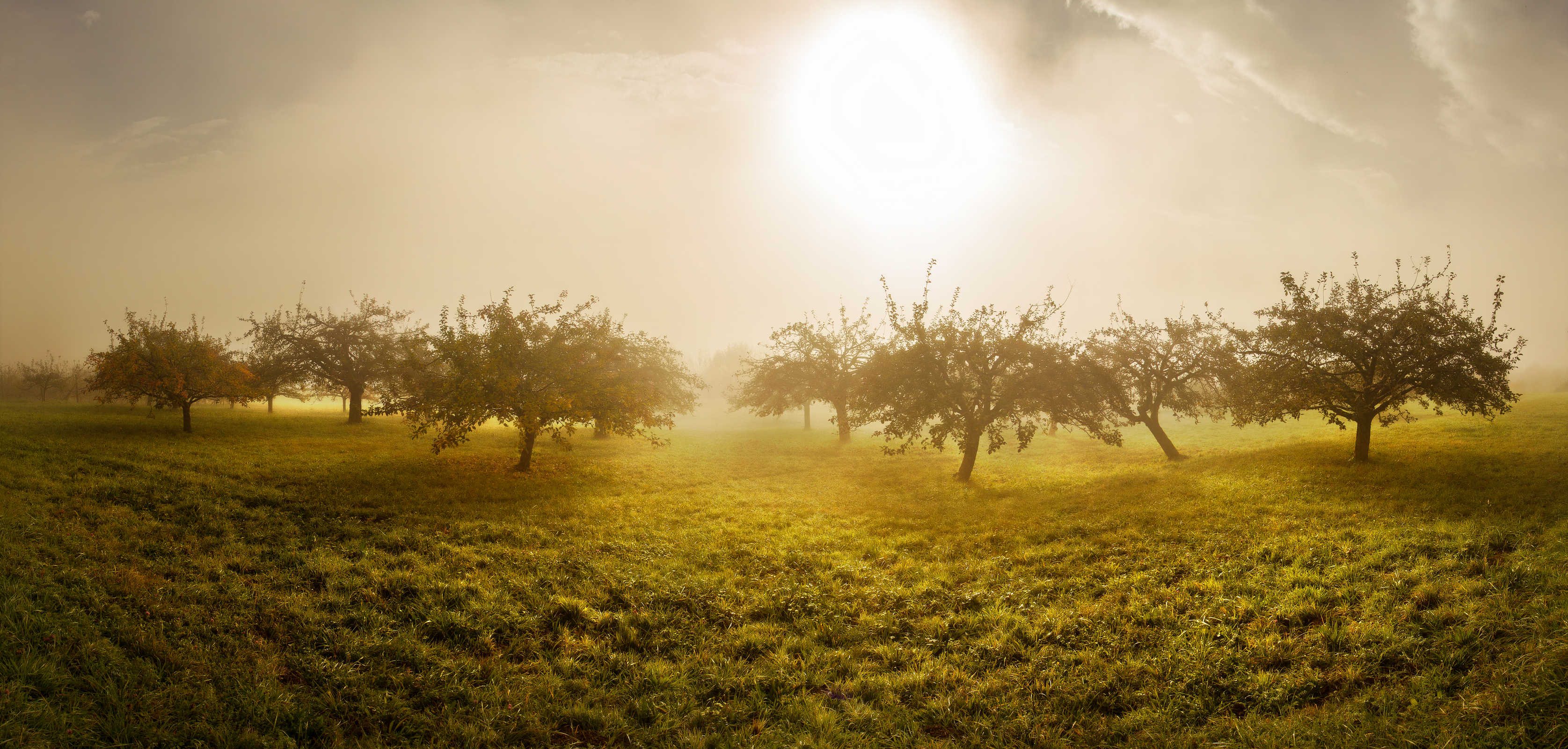 Les Pommiers de Mercury