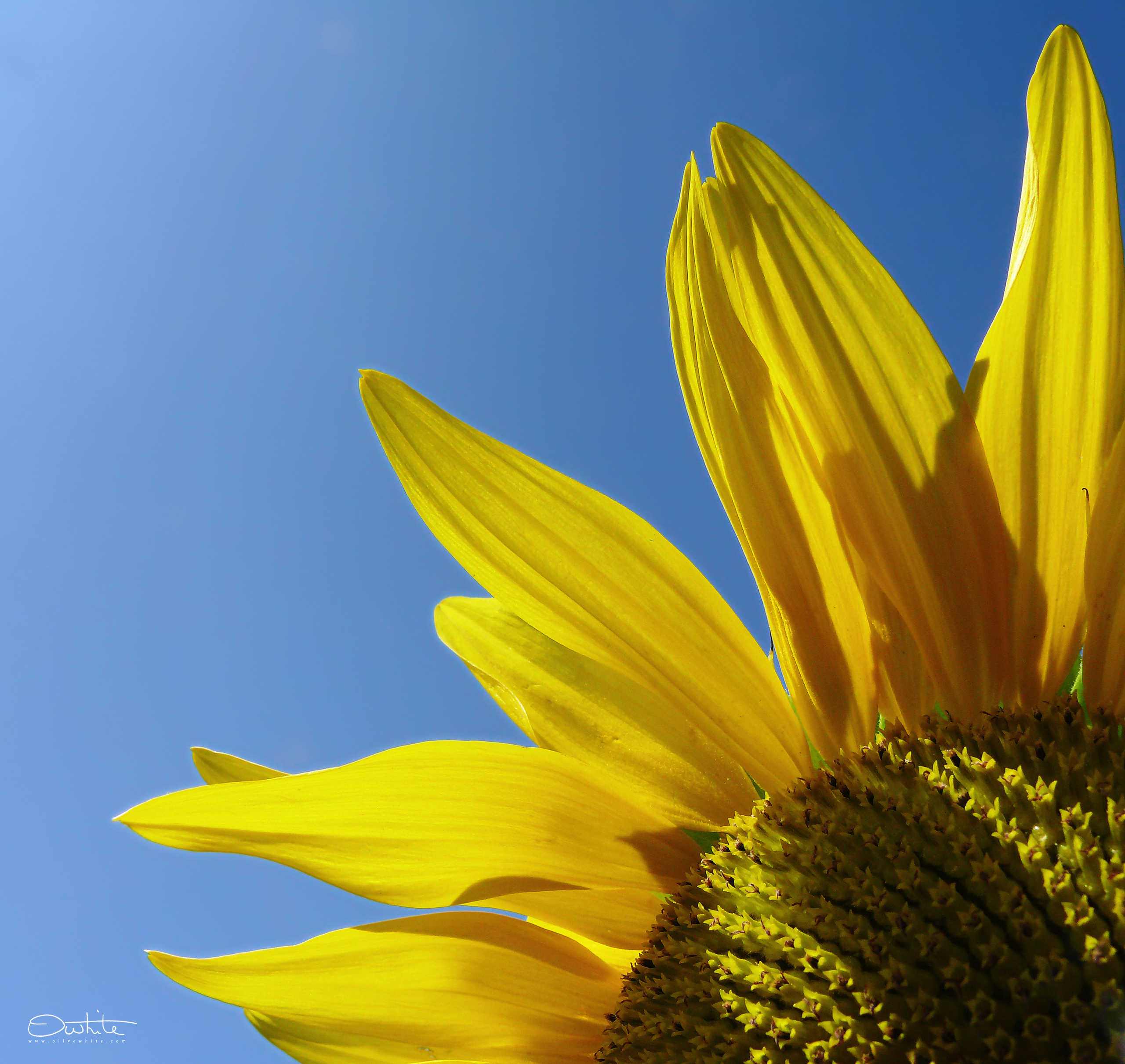 Quartier de Tournesol