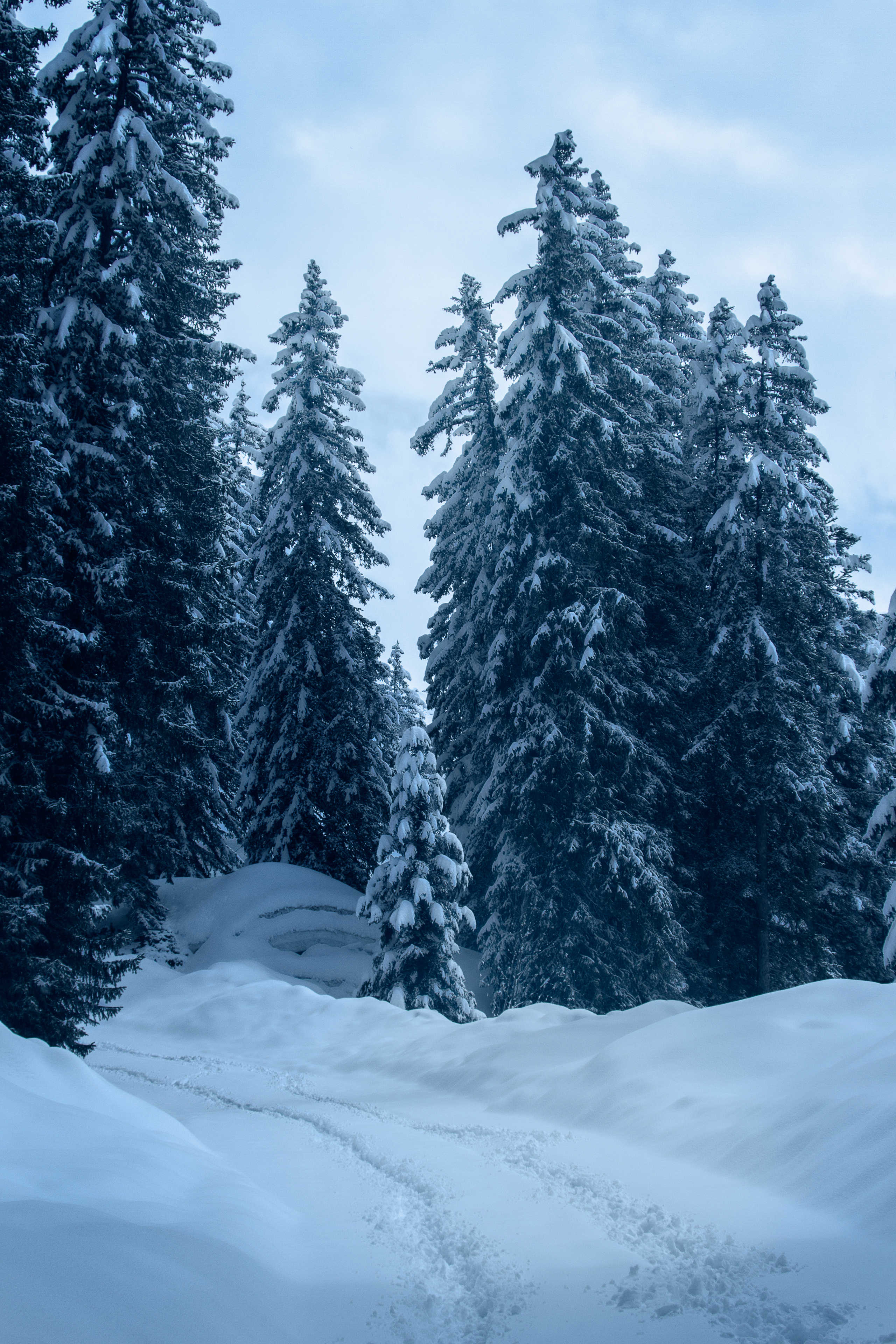 Chemin d'Hiver en Forêt