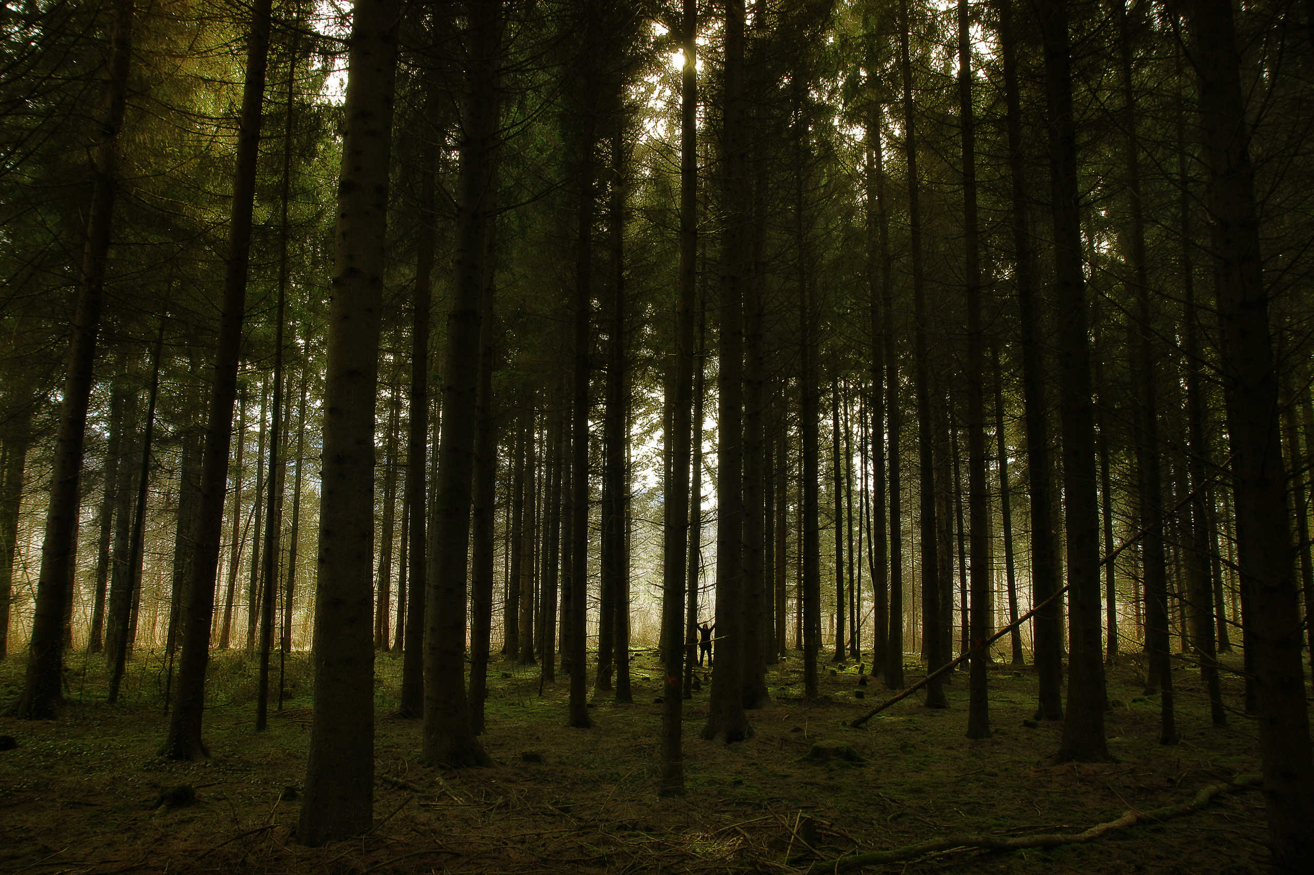 Forêt de Grésy sur Isère