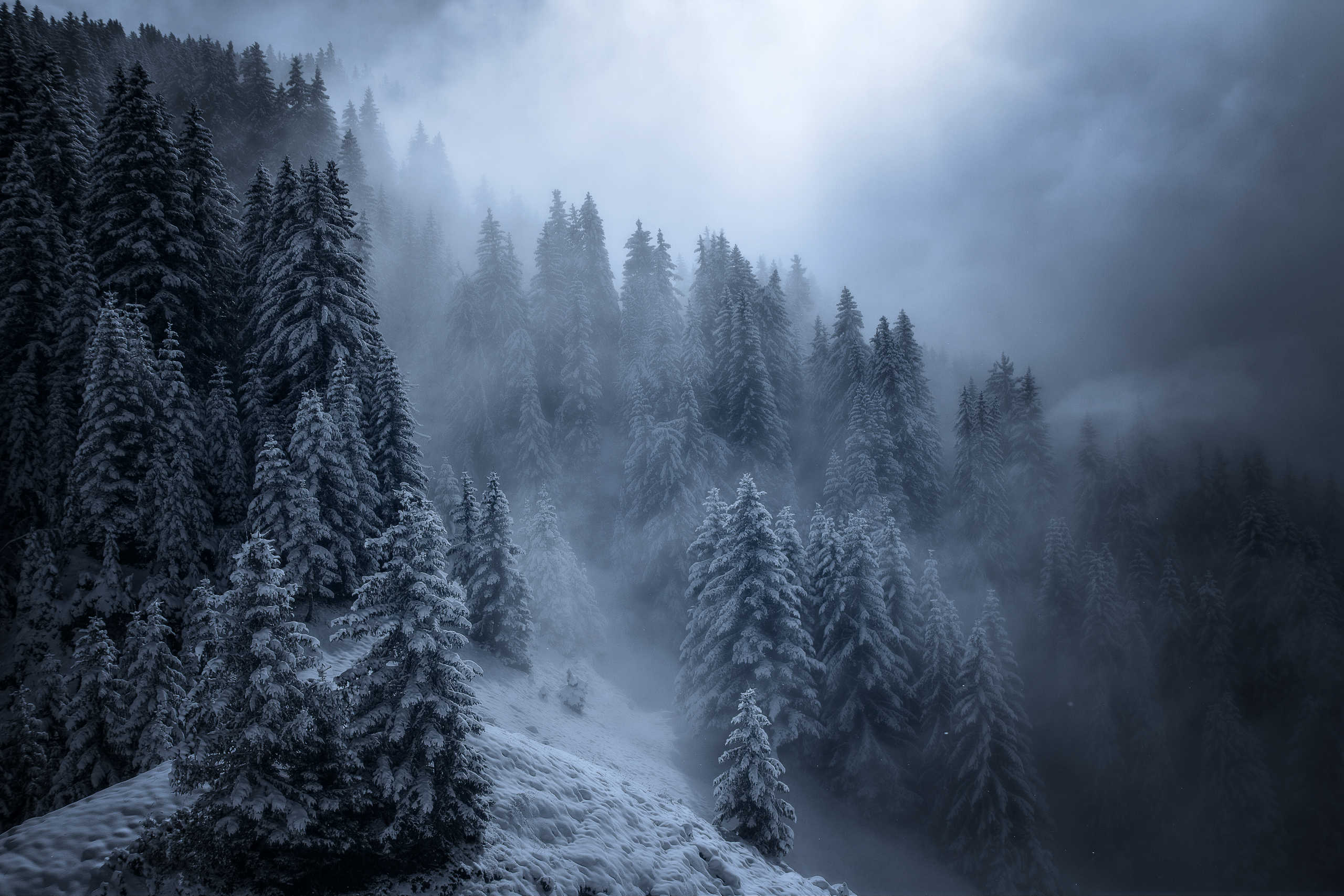 Forêt d'Hiver au Col du Pré