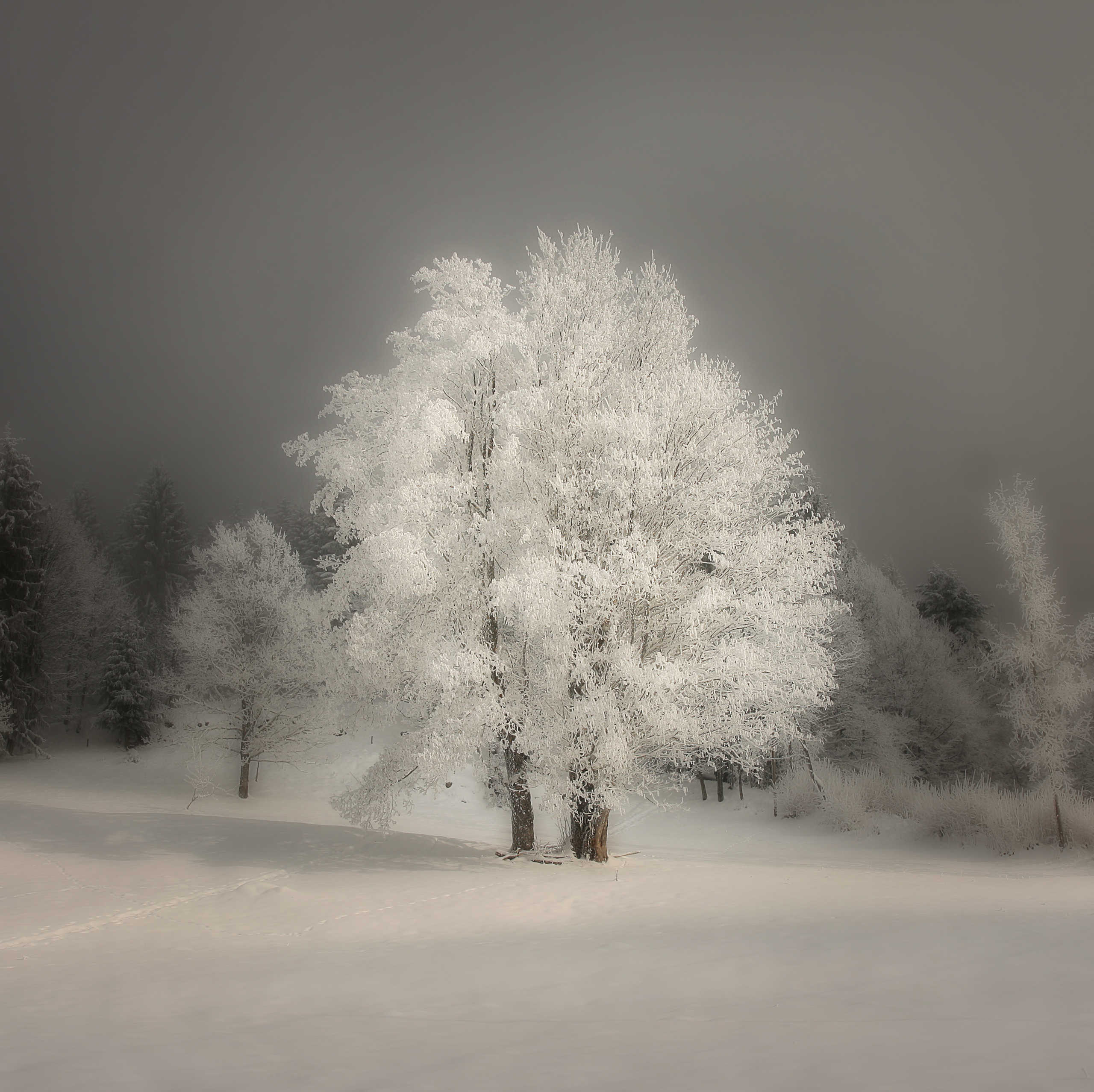 Arbre en Hiver après la Neige