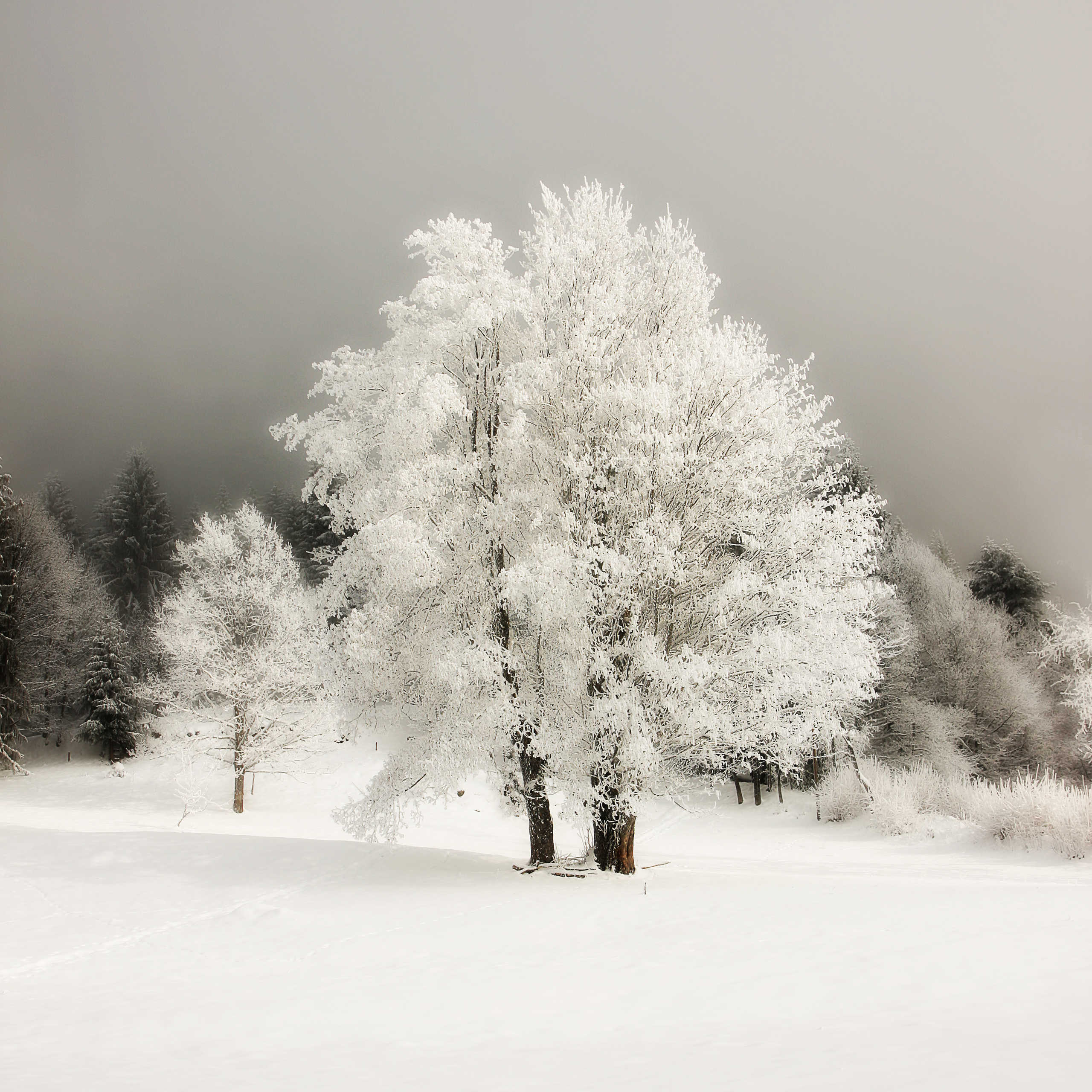 Arbre en Hiver après la Neige