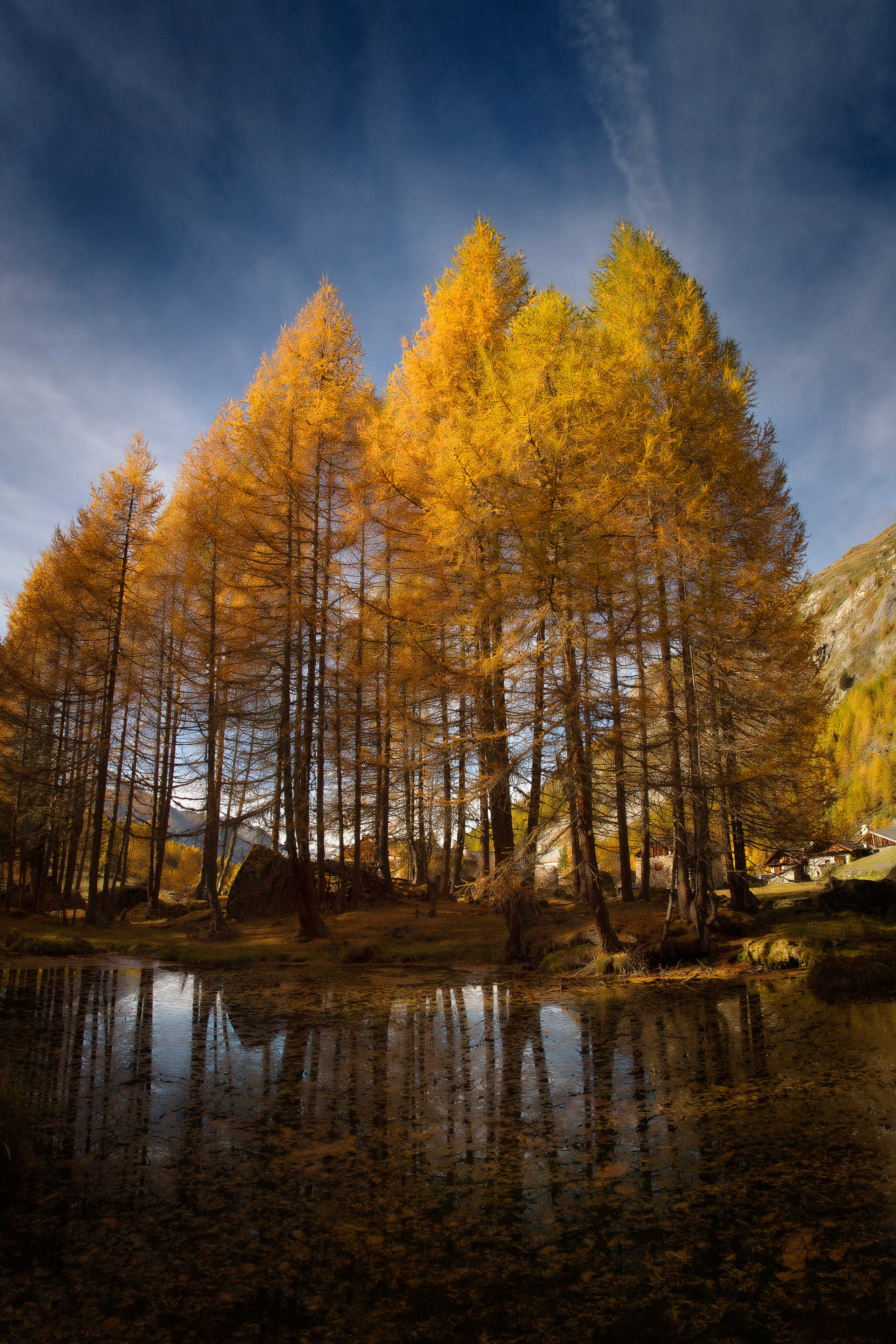 Mélèzes d'Automne au Monal