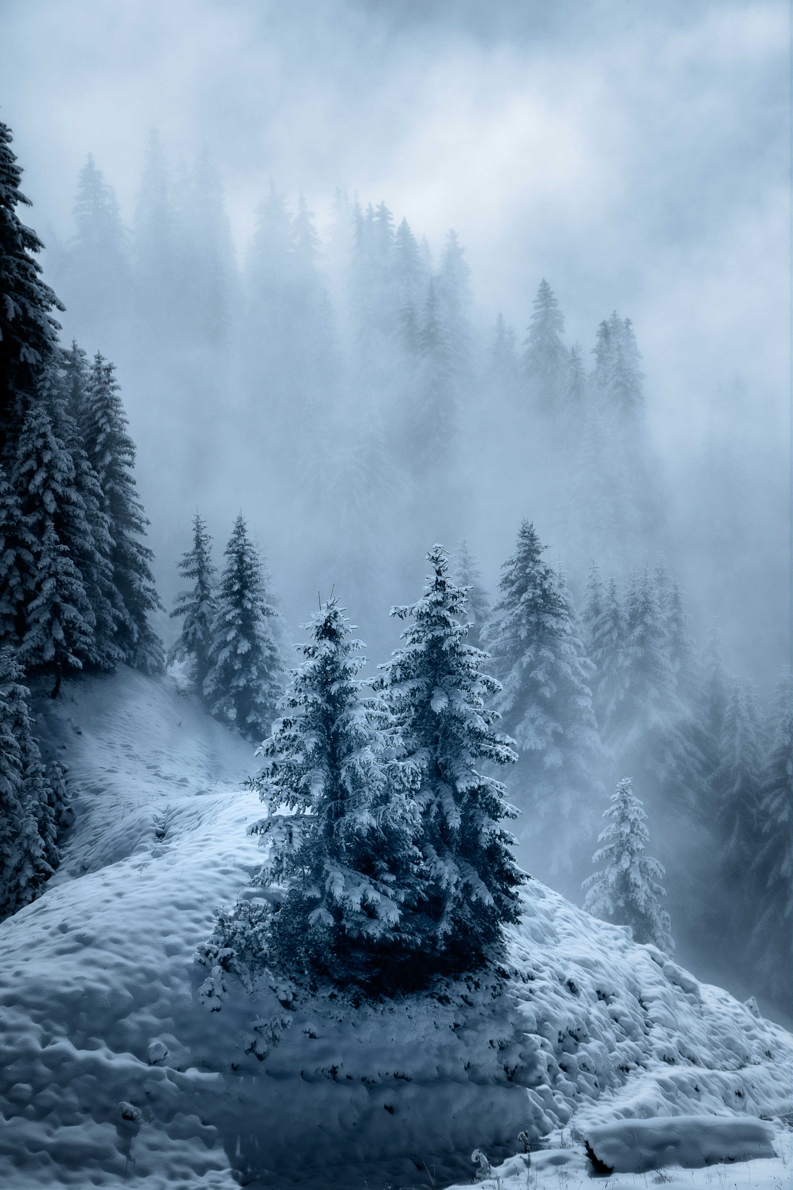Sapins d'Hiver au Col du Pré