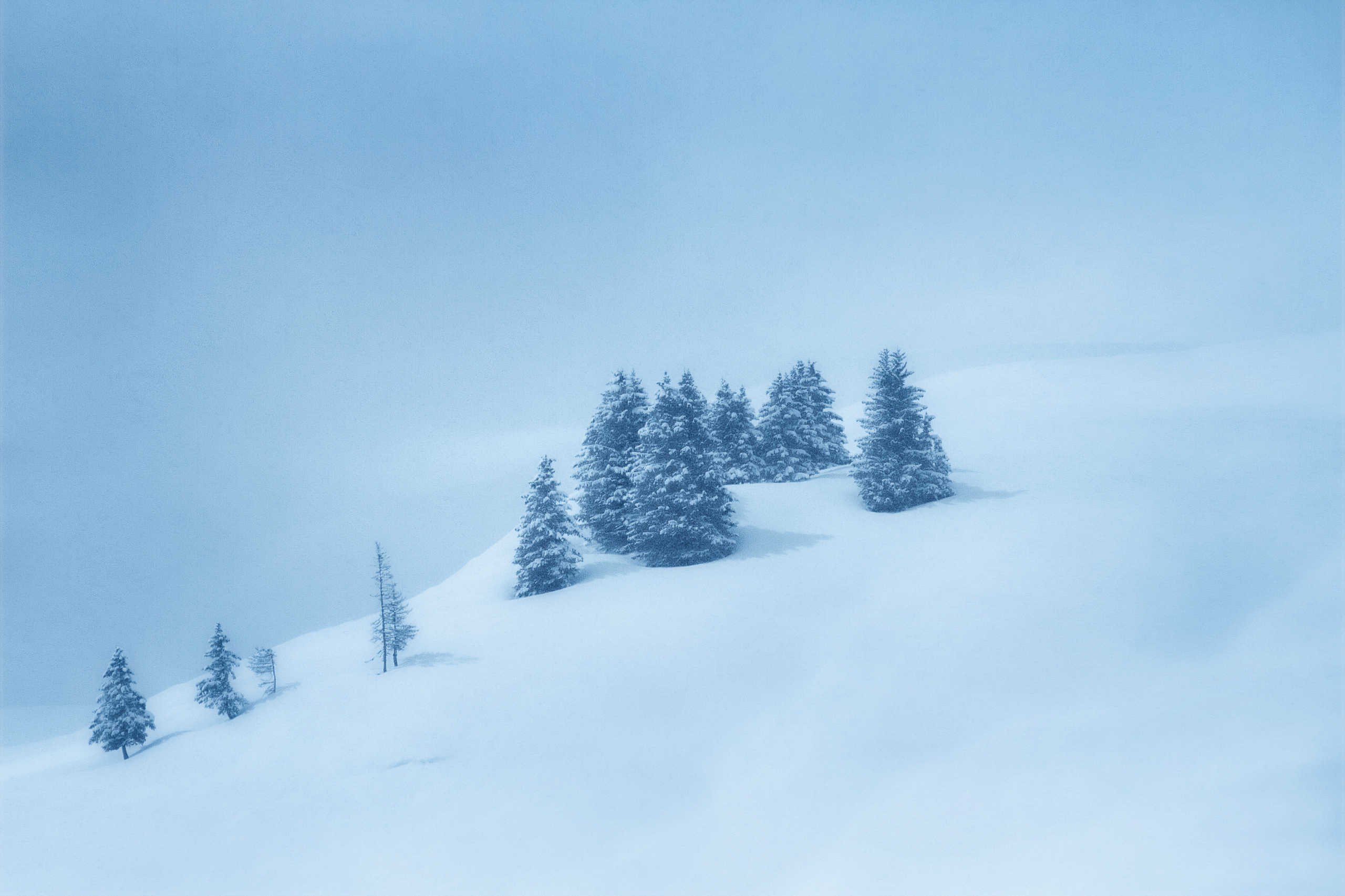 Sapins d'Hiver Isolés
