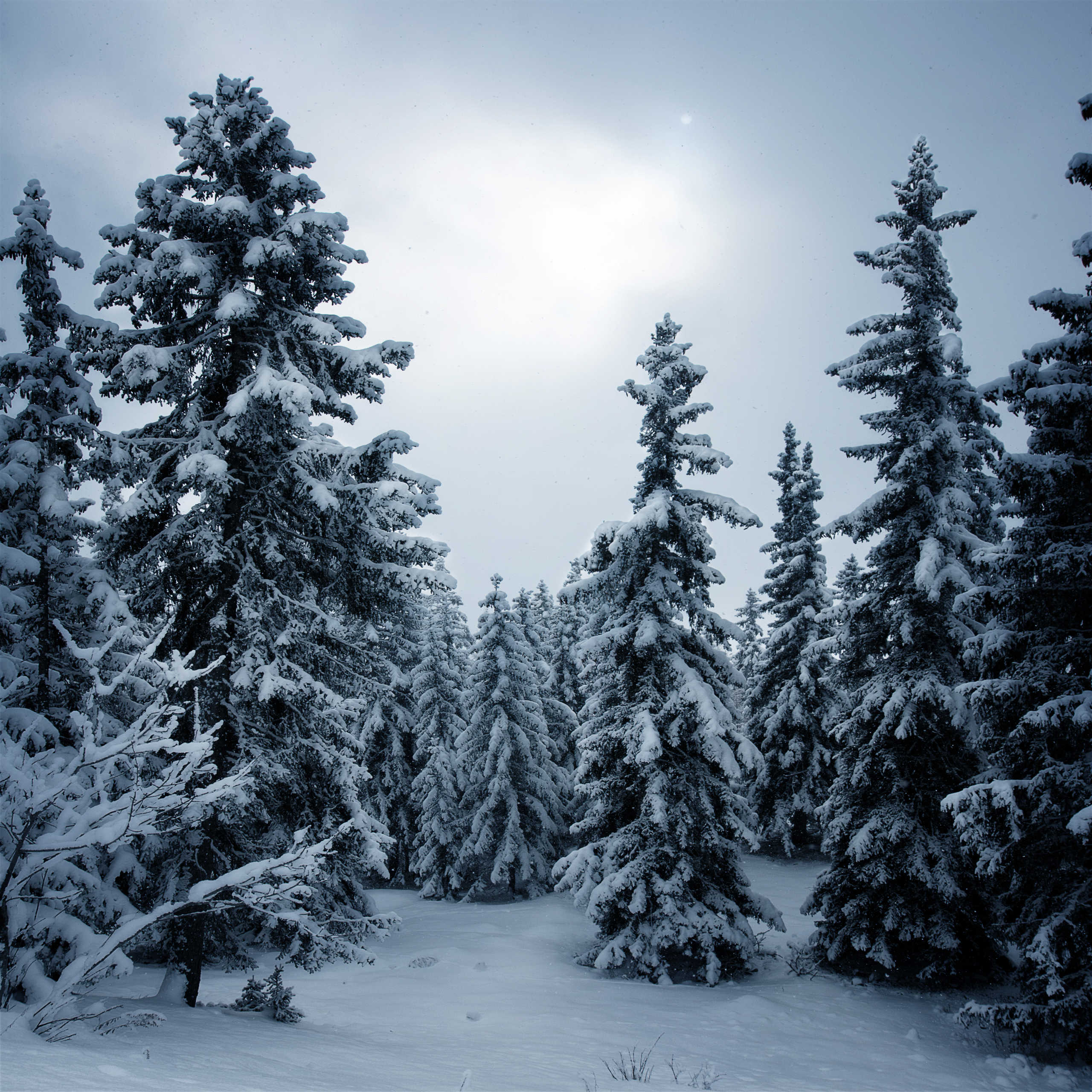 Sapins de Haute Tarentaise en Hiver