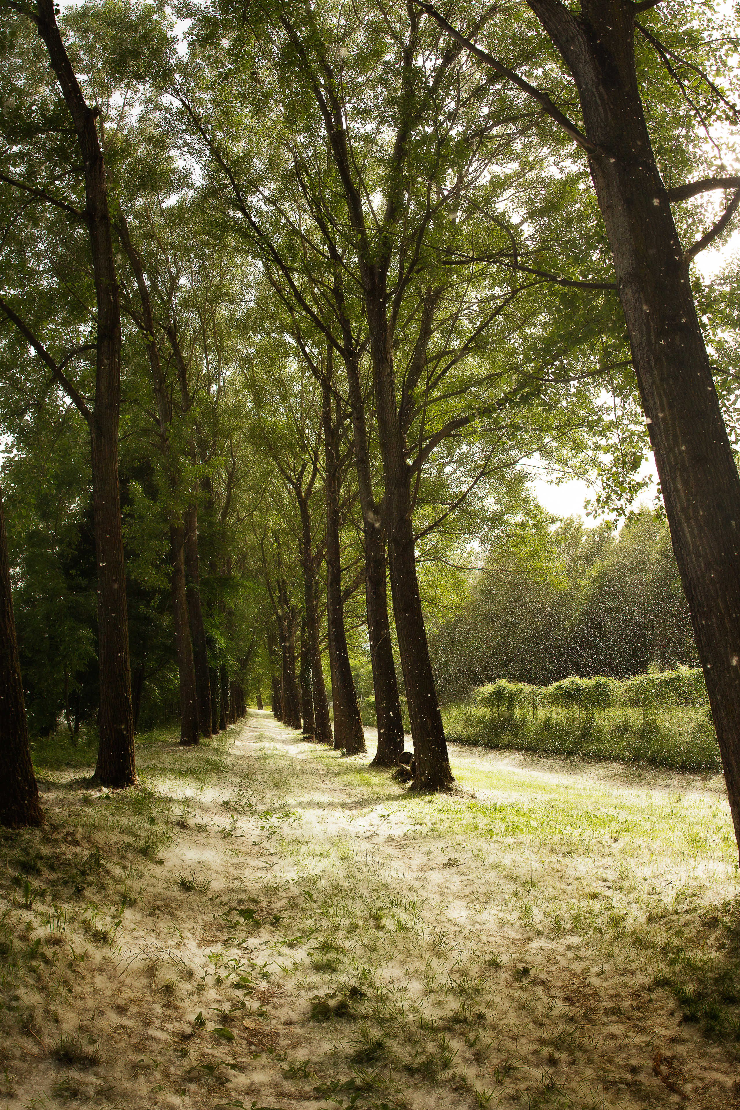 Pluie de Flocons de Peupliers