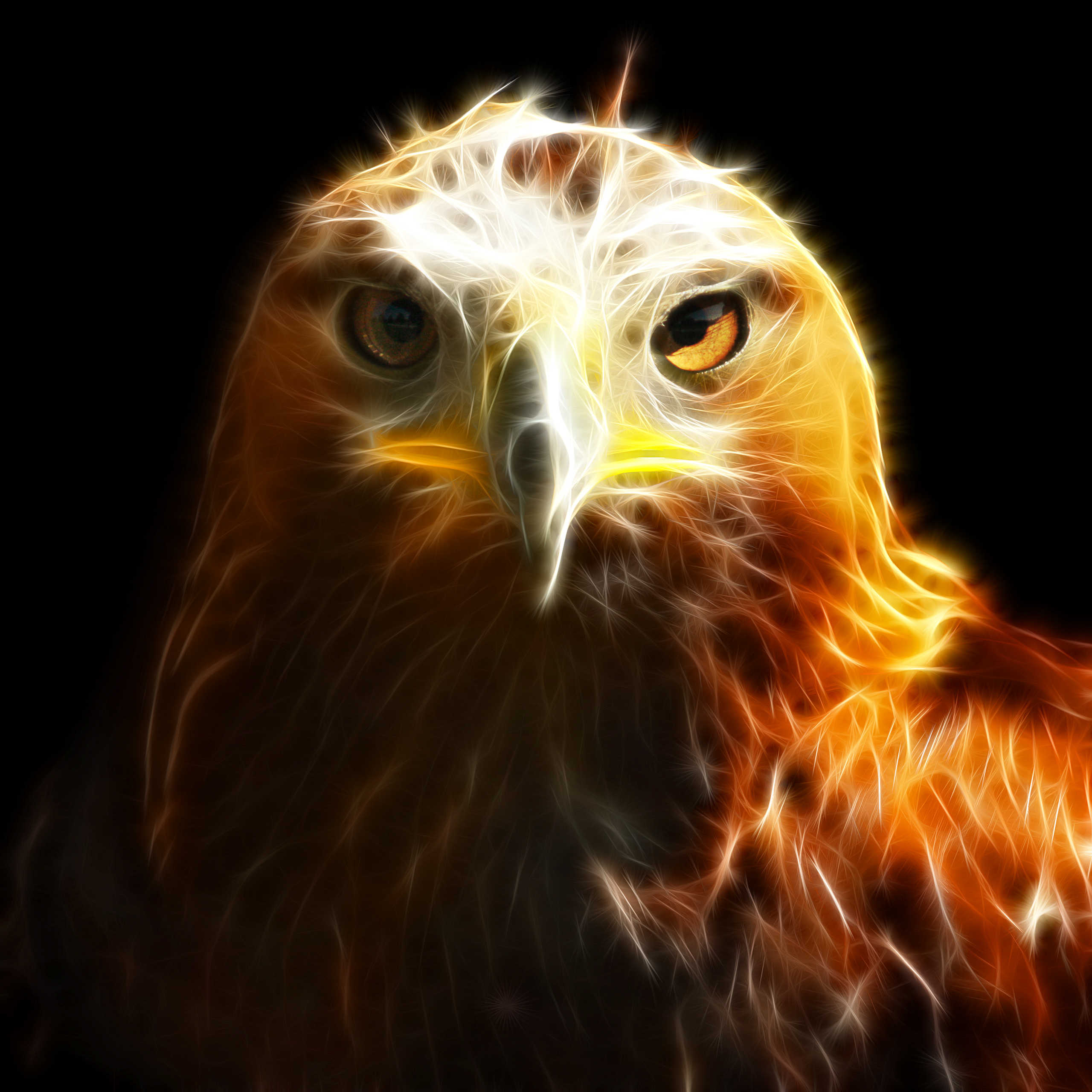 Aigle Royal Fractalisé