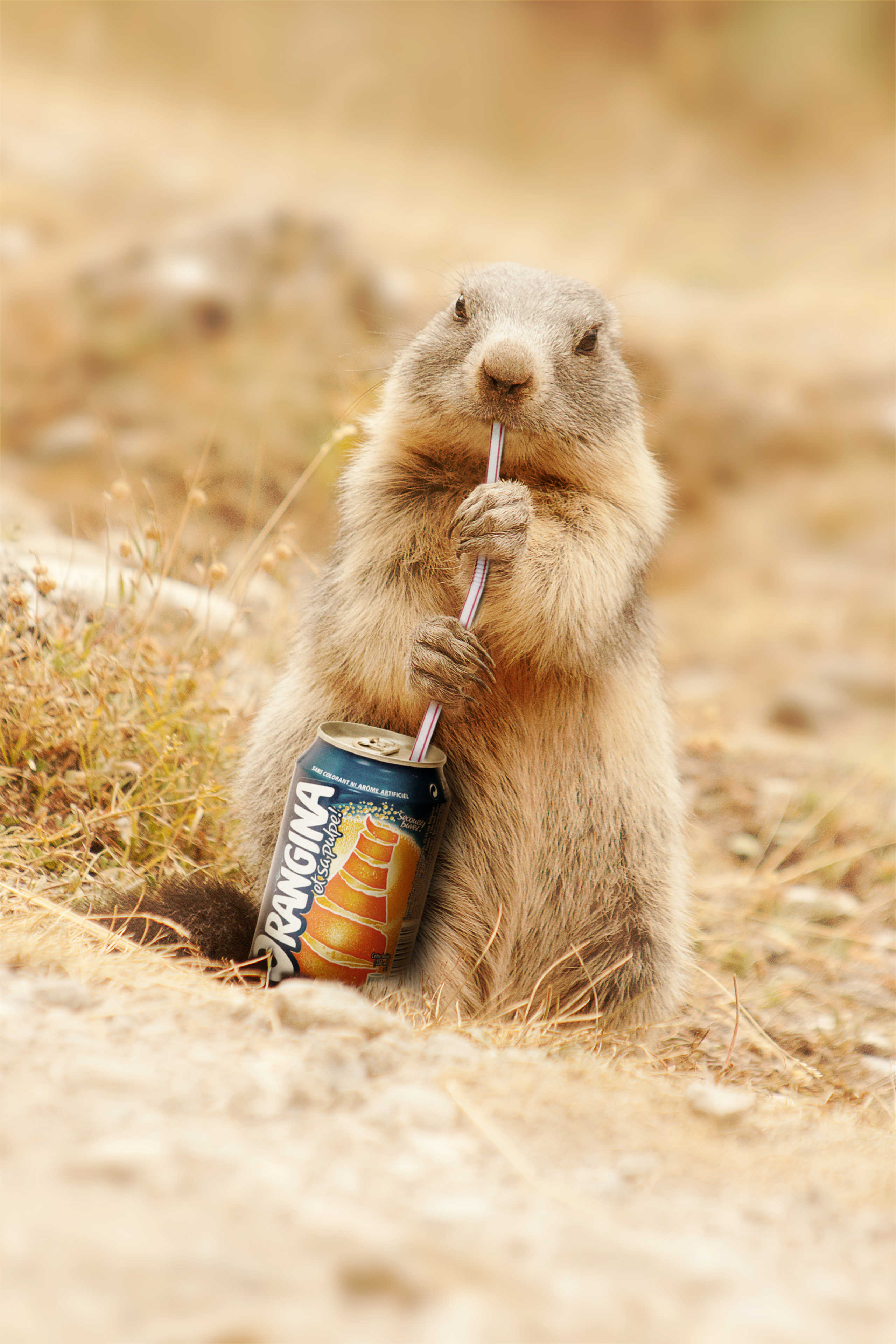 Marmotte qui boit un soda