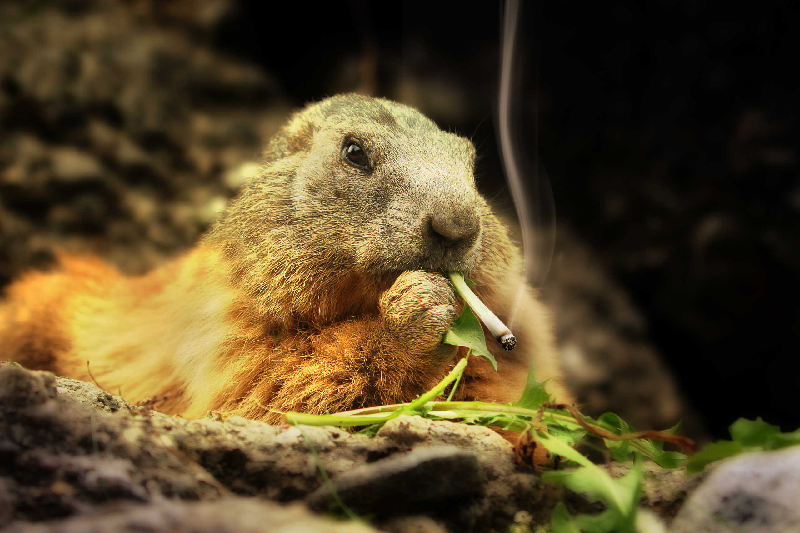 Marmotte qui fume