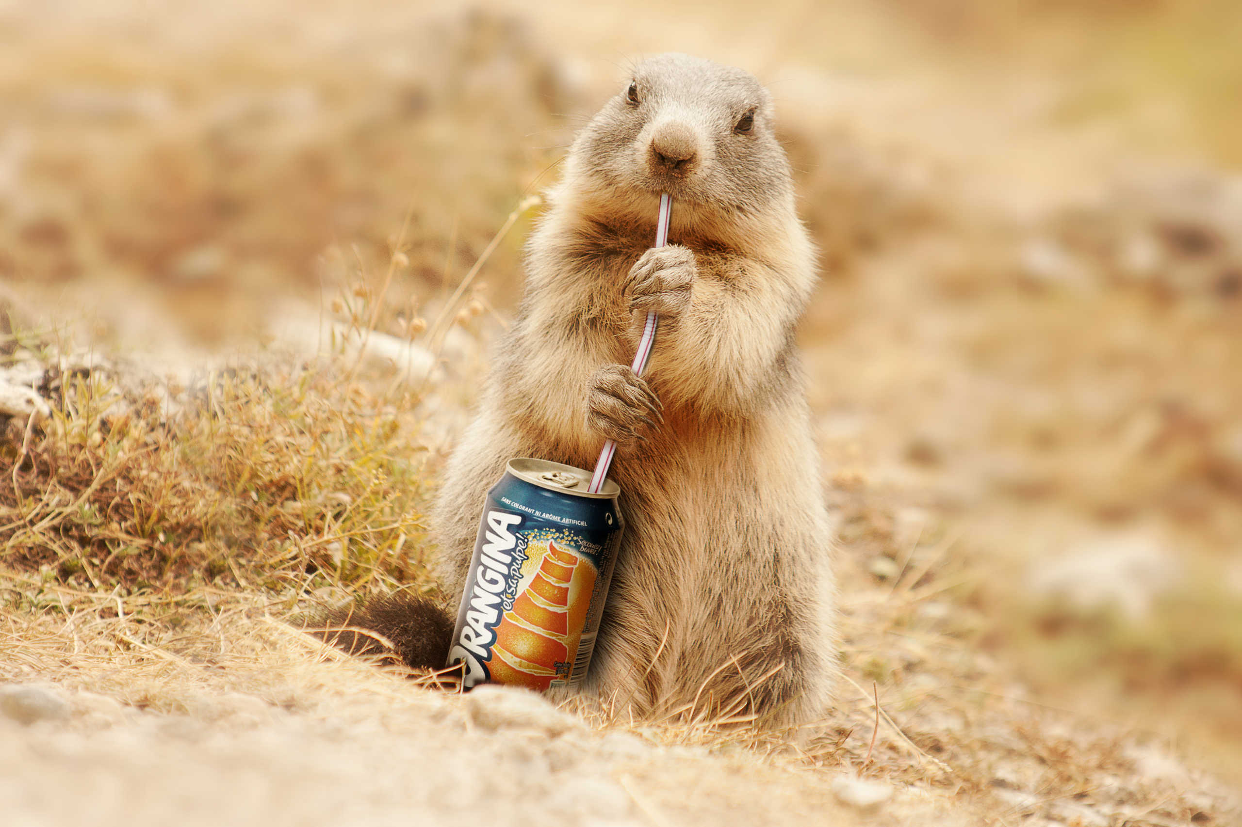 Marmotte qui boit un soda